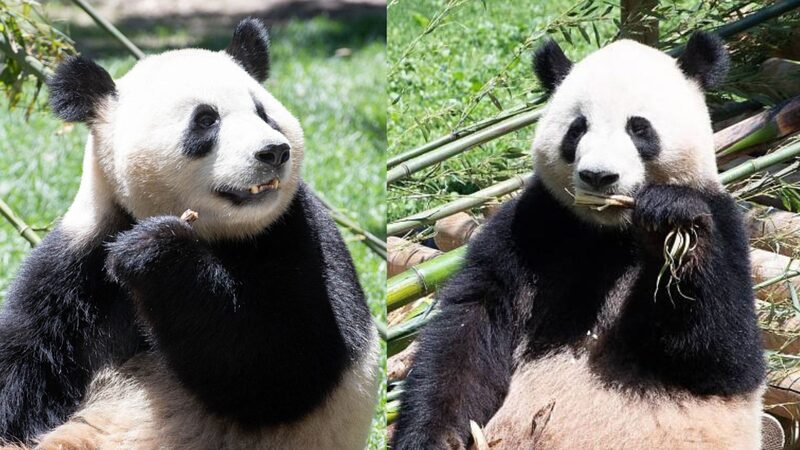 Madrid_Zoo_Welcomes_Two_New_Giant_Pandas___ - News for amigos, by amigos __Madrid_Zoo_Welcomes_Two_New_Giant_Pandas___