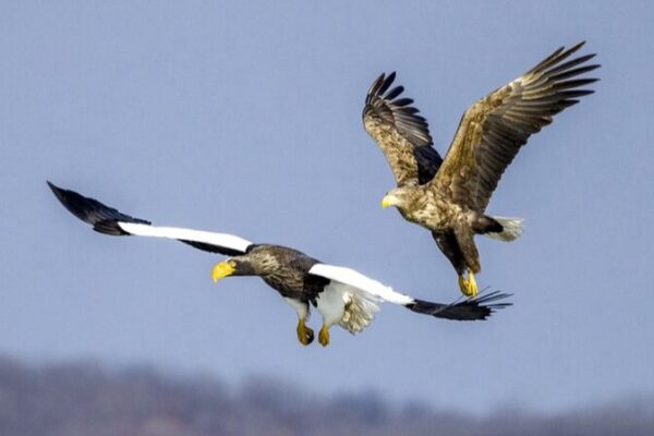 Majestic Eagles Return to Jingxin Wetland 🦅: A Photographer’s Paradise in Hunchun Majestic_Eagles_Return_to_Jingxin_Wetland____A_Photographer_s_Paradise_in_Hunchun
