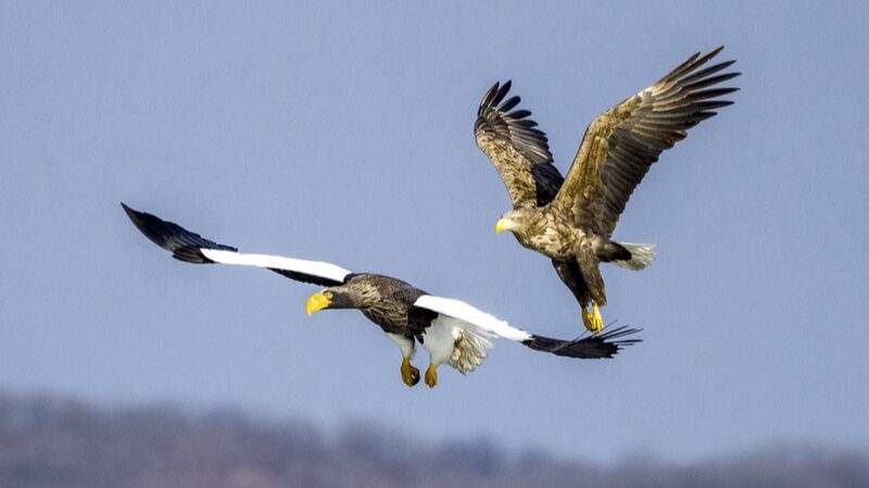 Majestic_Eagles_Return_to_Jingxin_Wetland____A_Photographer_s_Paradise_in_Hunchun - News for amigos, by amigos Majestic_Eagles_Return_to_Jingxin_Wetland____A_Photographer_s_Paradise_in_Hunchun