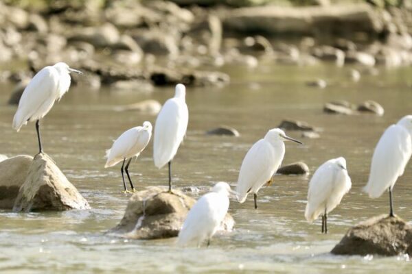 Majestic Egrets and Gray Herons Return to Guizhou for Winter Spectacle Majestic_Egrets_and_Gray_Herons_Return_to_Guizhou_for_Winter_Spectacle