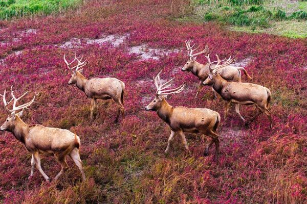 Majestic Milu Deer Frolic Amidst Red Swathes at Tiaozini Wetland Park Majestic_Milu_Deer_Frolic_Amidst_Red_Swathes_at_Tiaozini_Wetland_Park