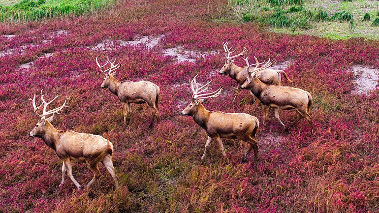 Majestic_Milu_Deer_Frolic_Amidst_Red_Swathes_at_Tiaozini_Wetland_Park - News for amigos, by amigos Majestic_Milu_Deer_Frolic_Amidst_Red_Swathes_at_Tiaozini_Wetland_Park