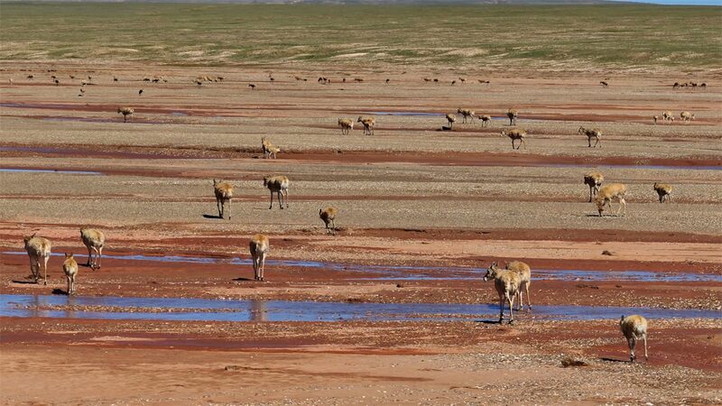 Majestic_Return__Tibetan_Antelopes_Cross_Qumar_River_Back_Home - News for amigos, by amigos Majestic_Return__Tibetan_Antelopes_Cross_Qumar_River_Back_Home