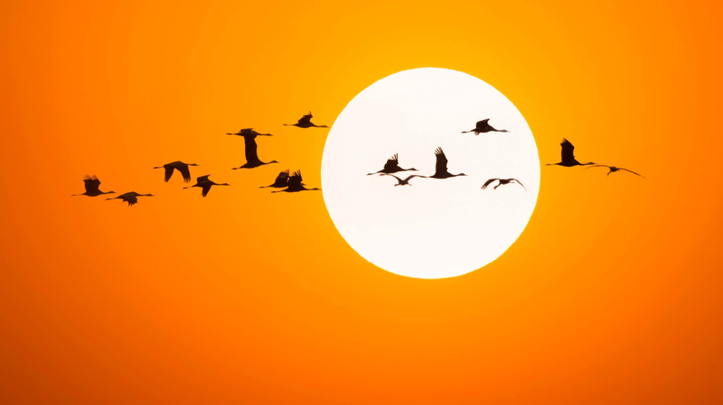 Majestic_Siberian_Cranes_Flock_to_NE_China_s_Momoge_Wetlands______poster - News for amigos, by amigos Majestic_Siberian_Cranes_Flock_to_NE_China_s_Momoge_Wetlands_____ video poster