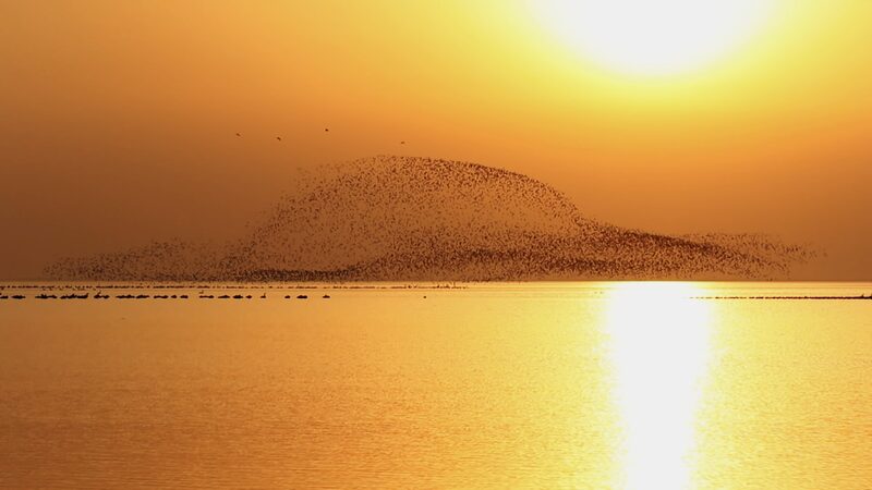 Majestic_Siberian_Cranes_Grace_Poyang_Lake_After_Epic_Journey___poster - News for amigos, by amigos Majestic_Siberian_Cranes_Grace_Poyang_Lake_After_Epic_Journey__ video poster