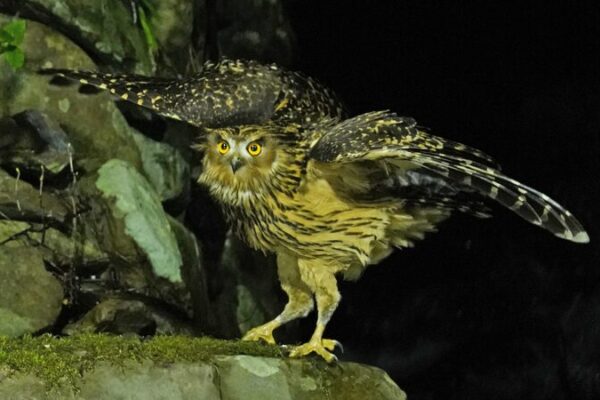 Majestic Tawny Fish Owls Captured Fishing in Jiangxi’s Nature Reserve 🦉 Majestic_Tawny_Fish_Owls_Captured_Fishing_in_Jiangxi_s_Nature_Reserve__