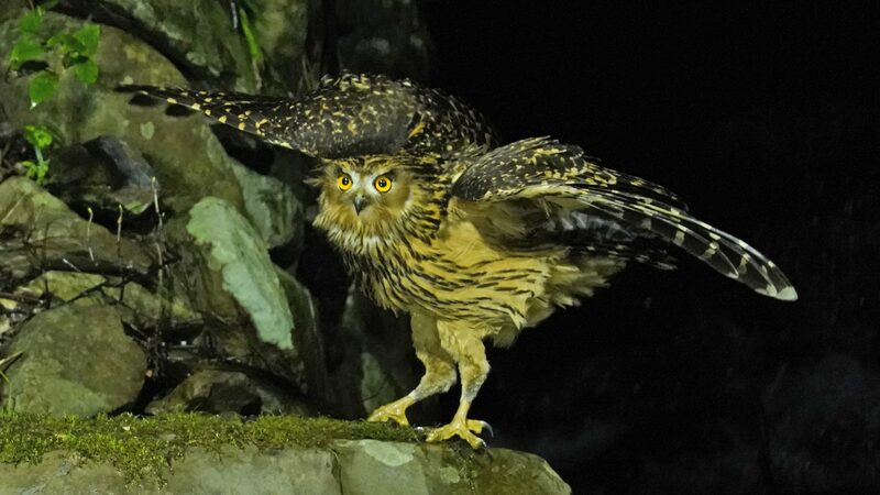 Majestic_Tawny_Fish_Owls_Captured_Fishing_in_Jiangxi_s_Nature_Reserve__ - News for amigos, by amigos Majestic_Tawny_Fish_Owls_Captured_Fishing_in_Jiangxi_s_Nature_Reserve__