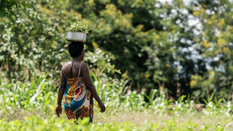 Malawi_s_Silent_Struggle__4_2_Million_Face_Hunger_Amid_Climate_Crisis___ - News for amigos, by amigos Malawi_s_Silent_Struggle__4_2_Million_Face_Hunger_Amid_Climate_Crisis___