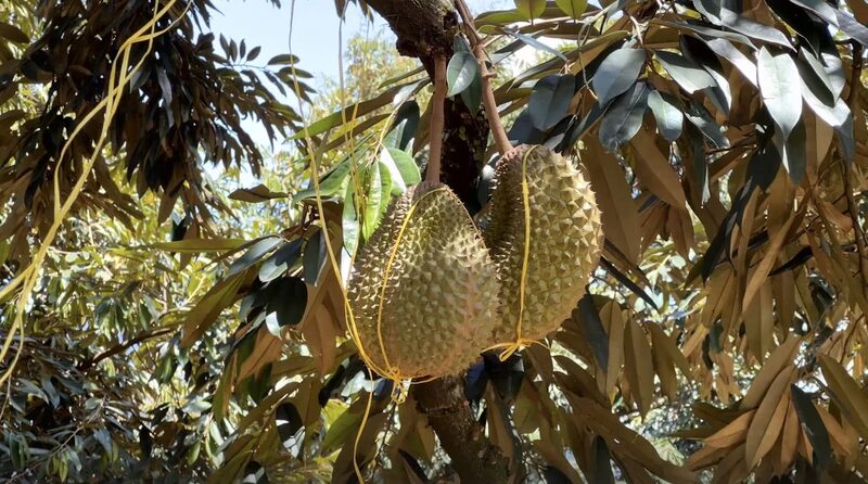 Malaysia_s_Durian_Farms_Go_Digital_with_Alibaba_Cloud___poster - News for amigos, by amigos Malaysia_s_Durian_Farms_Go_Digital_with_Alibaba_Cloud__ video poster