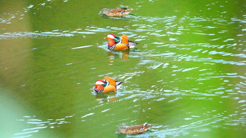 Mandarin_Ducks_Flock_to_Guizhou_Reservoirs_for_Winter_____poster - News for amigos, by amigos Mandarin_Ducks_Flock_to_Guizhou_Reservoirs_for_Winter____ video poster