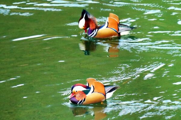 Mandarin Ducks Make a Splash in Guizhou: Over 100 Spotted This Winter! 🦆✨ Mandarin_Ducks_Make_a_Splash_in_Guizhou__Over_100_Spotted_This_Winter____
