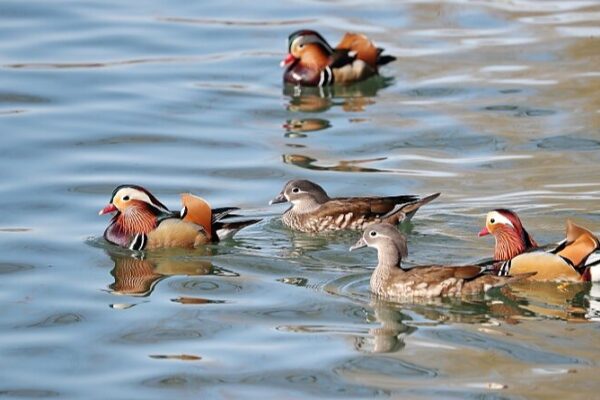 Mandarin Ducks Splash into Beijing’s Spring at Beihai Park 🌸🦆 Mandarin_Ducks_Splash_into_Beijing_s_Spring_at_Beihai_Park___