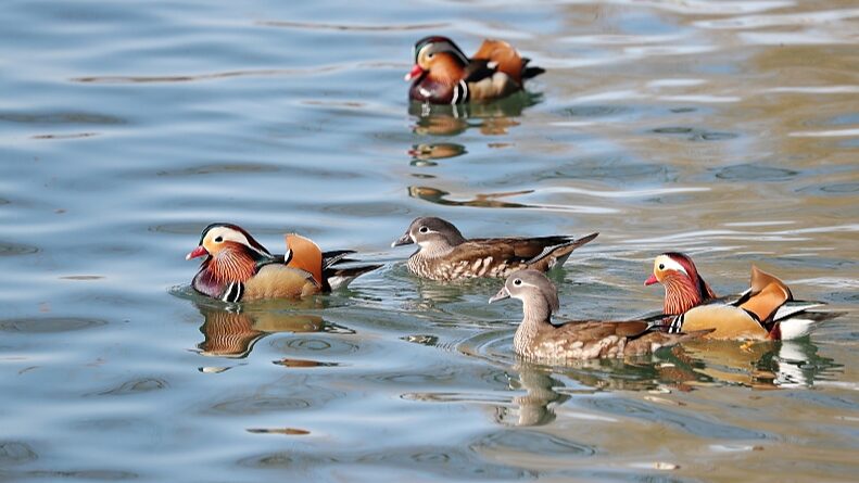Mandarin_Ducks_Splash_into_Beijing_s_Spring_at_Beihai_Park___ - News for amigos, by amigos Mandarin_Ducks_Splash_into_Beijing_s_Spring_at_Beihai_Park___