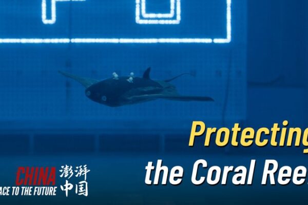 Manta Ray Robots: Guardians of the Coral Reefs 🐠🤖 Manta_Ray_Robots__Guardians_of_the_Coral_Reefs___ video poster
