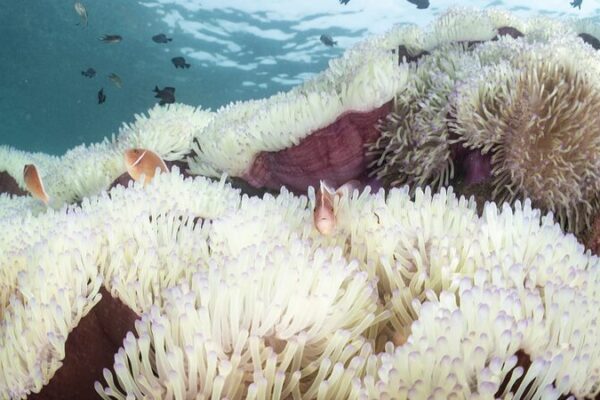 🌊 Marine Life Struggles as Thai Seas Hit Record Temperatures __Marine_Life_Struggles_as_Thai_Seas_Hit_Record_Temperatures