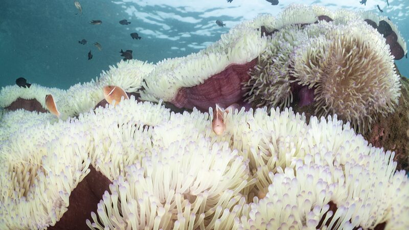 Marine_Life_Struggles_as_Thai_Seas_Hit_Record_Temperatures - News for amigos, by amigos __Marine_Life_Struggles_as_Thai_Seas_Hit_Record_Temperatures