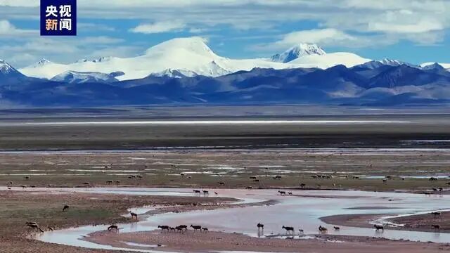 Massive_Tibetan_Antelope_Haven_Unveiled_in_China_s_Qinghai_Xizang_Plateau__ - News for amigos, by amigos Massive_Tibetan_Antelope_Haven_Unveiled_in_China_s_Qinghai_Xizang_Plateau__