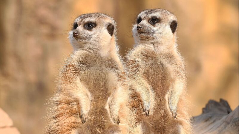 Meerkats_and_Lemurs_Line_Up_for_Winter_Sunbathing_at_Qingdao_Zoo___ - News for amigos, by amigos Meerkats_and_Lemurs_Line_Up_for_Winter_Sunbathing_at_Qingdao_Zoo___