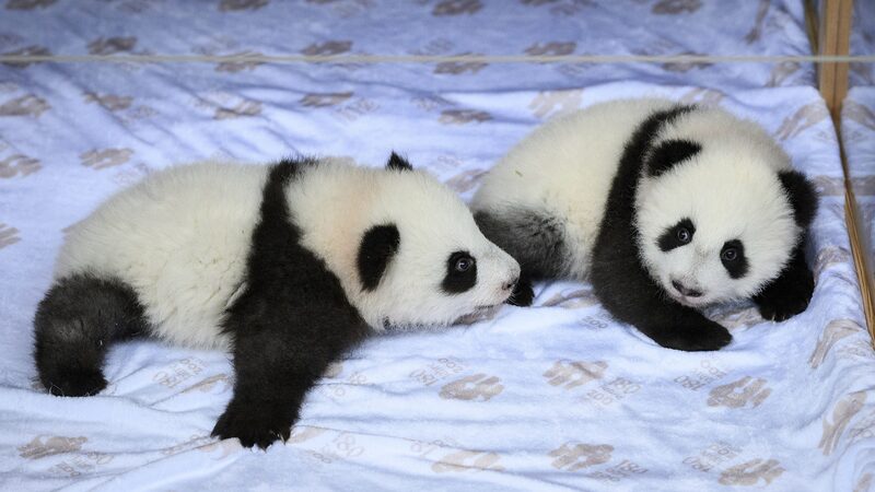 Meet_Berlin_Zoo_s_Adorable_Panda_Twins__Meng_Hao_and_Meng_Tian____ video poster