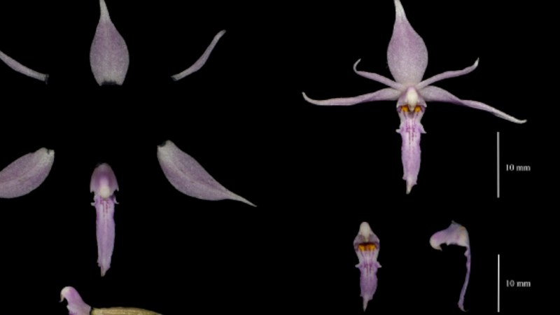 Meet_China_s_Amazing_New_Species_Discovered_in_2024___ video poster