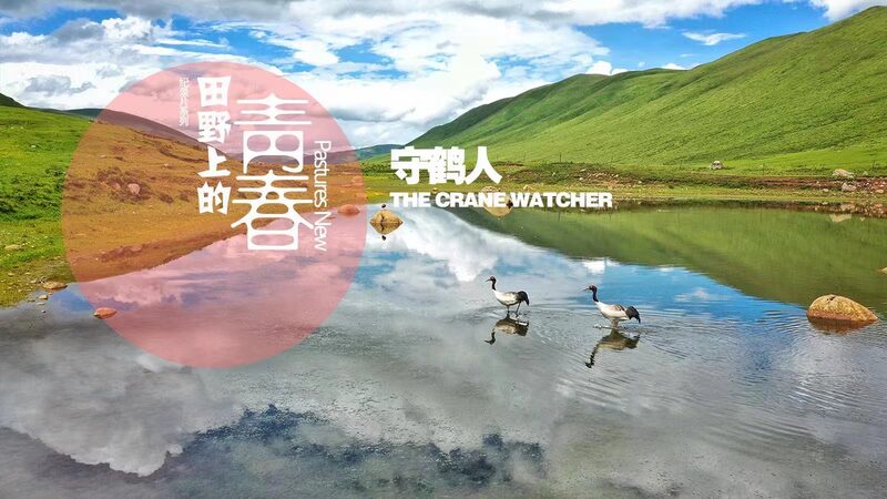 __Meet_Choegyab__The_Tibetan_Herder_Safeguarding_Black_Necked_Cranes video poster