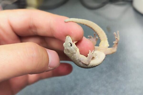 Meet Gekko kaiyai: The New Gecko on the Block Discovered in China’s Dabie Mountains 🌟🦎 Meet_Gekko_kaiyai__The_New_Gecko_on_the_Block_Discovered_in_China_s_Dabie_Mountains___
