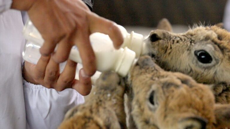 Meet Hoh Xil’s Cutest Residents: Tibetan Antelope Calves 🦌❤️ Meet_Hoh_Xil_s_Cutest_Residents__Tibetan_Antelope_Calves____ video poster