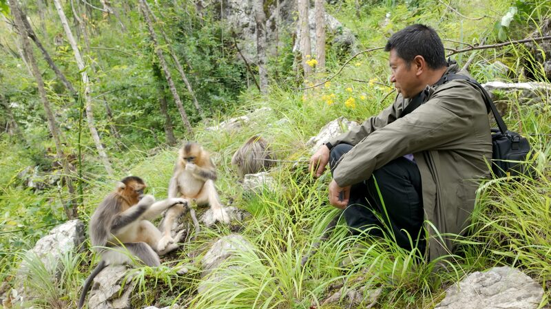 Meet_Tang_Yulin__The_34_Year_Guardian_of_Sichuan_s_Golden_Monkeys - News for amigos, by amigos Meet_Tang_Yulin__The_34_Year_Guardian_of_Sichuan_s_Golden_Monkeys