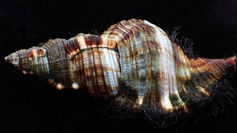 Meet_Triton_s_Trumpet__The_Giant_Sea_Snail_of_Coral_Reefs__ - News for amigos, by amigos Meet_Triton_s_Trumpet__The_Giant_Sea_Snail_of_Coral_Reefs__
