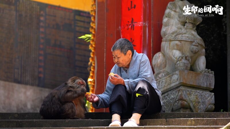 Meet_Xing_Xing__The_One_Armed_Monkey_Capturing_Hearts_with_Her_Monastic_Family - News for amigos, by amigos Meet_Xing_Xing__The_One_Armed_Monkey_Capturing_Hearts_with_Her_Monastic_Family