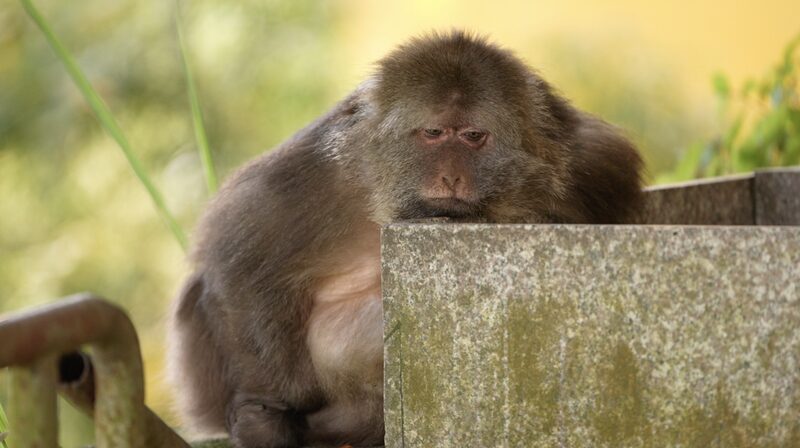 Meet_Xing_Xing__The_One_Armed_Monkey_Sharing_Life_with_Monks_in_China_s_Mountains - News for amigos, by amigos Meet_Xing_Xing__The_One_Armed_Monkey_Sharing_Life_with_Monks_in_China_s_Mountains