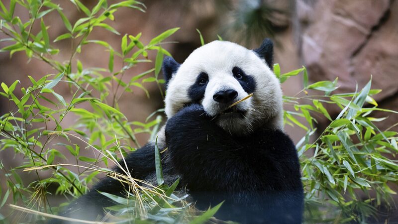Meet_Yun_Chuan_and_Xin_Bao__San_Diego_Zoo_s_New_Panda_Stars_Debut_at_Panda_Ridge_