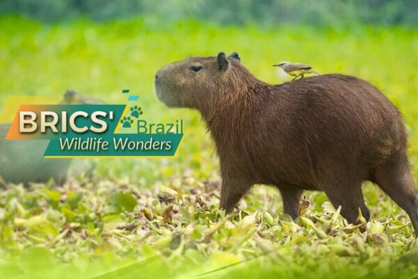 Meet the Capybara: Brazil’s Gentle Giant 🐹 Meet_the_Capybara__Brazil_s_Gentle_Giant__