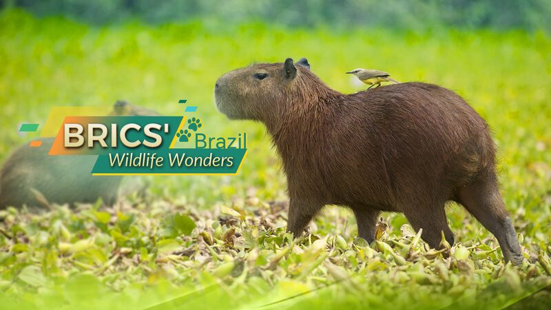Meet_the_Capybara__Brazil_s_Gentle_Giant__ - News for amigos, by amigos Meet_the_Capybara__Brazil_s_Gentle_Giant__