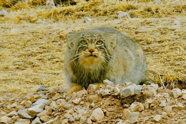 Meet the Grumpy Star of Qinghai: The Pallas’s Cat Meet_the_Grumpy_Star_of_Qinghai__The_Pallas_s_Cat video poster