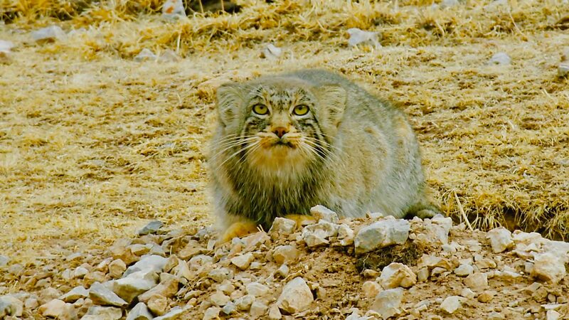 Meet_the_Grumpy_Star_of_Qinghai__The_Pallas_s_Cat_poster - News for amigos, by amigos Meet_the_Grumpy_Star_of_Qinghai__The_Pallas_s_Cat video poster
