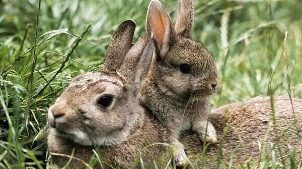 Meet the Hainan Hare: China’s Smallest Rabbit Hopping Through Tropical Paradise Meet_the_Hainan_Hare__China_s_Smallest_Rabbit_Hopping_Through_Tropical_Paradise