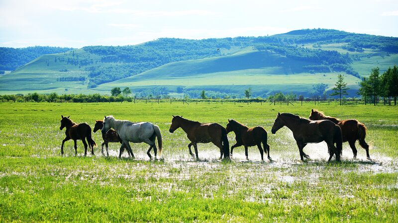 Meet_the_Sanhe_Horse__The_Agile_Icon_of_China_s_Hulun_Buir_Grasslands__