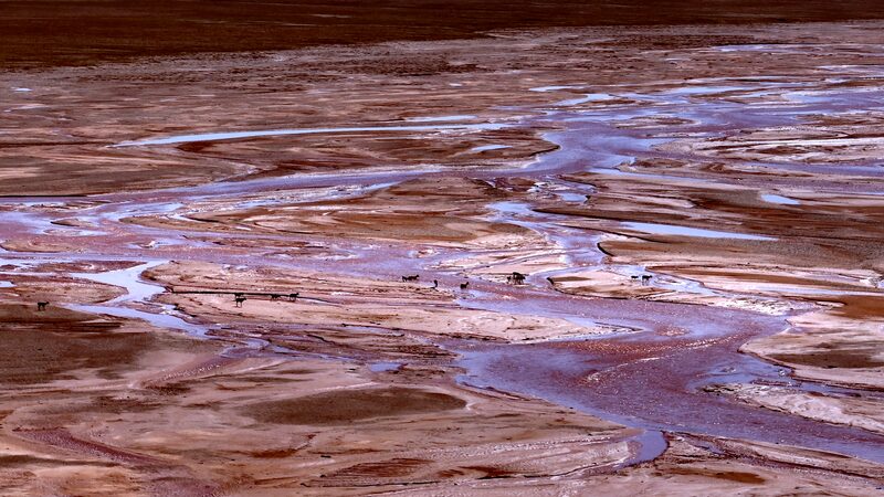 Meet_the_Tibetan_Antelope__Plateau_s_Mystical__Elves__Making_a_Comeback_____poster - News for amigos, by amigos Meet_the_Tibetan_Antelope__Plateau_s_Mystical__Elves__Making_a_Comeback____ video poster