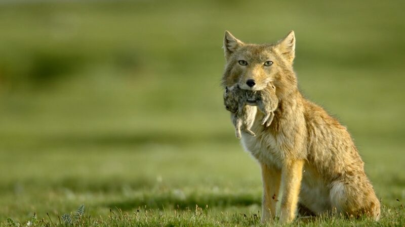 Meet_the_Tibetan_Fox__The_Square_Faced_Hunter_of_the_Qinghai_Xizang_Plateau video poster