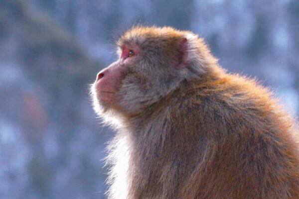 Meet the Tibetan Macaques of Xizang: High-Altitude Monkey Business 🐒🏔️ Meet_the_Tibetan_Macaques_of_Xizang__High_Altitude_Monkey_Business____ video poster