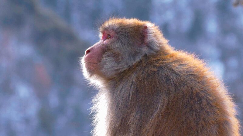 Meet_the_Tibetan_Macaques_of_Xizang__High_Altitude_Monkey_Business_____poster - News for amigos, by amigos Meet_the_Tibetan_Macaques_of_Xizang__High_Altitude_Monkey_Business____ video poster