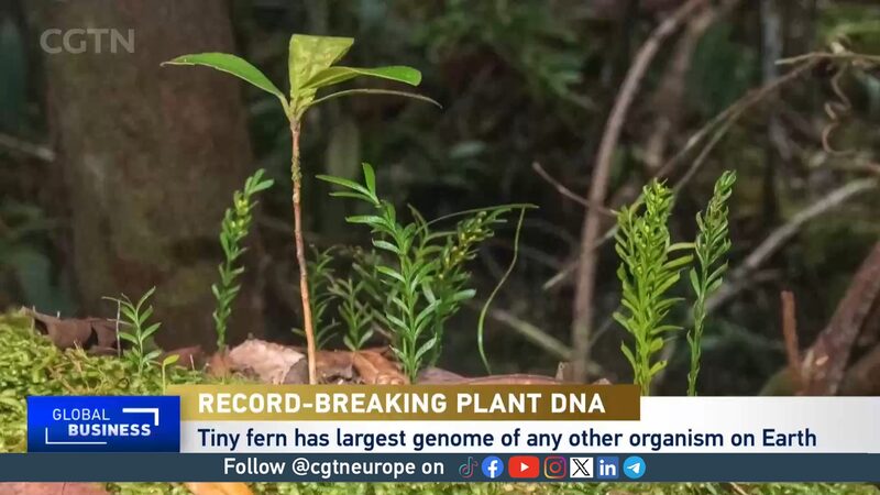 Meet_the_Tiny_Fern_with_the_Biggest_Genome_on_Earth_____poster - News for amigos, by amigos Meet_the_Tiny_Fern_with_the_Biggest_Genome_on_Earth____ video poster