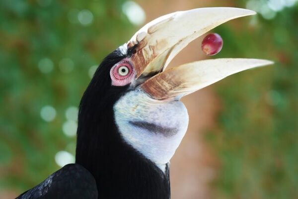 Meet the Wreathed Hornbill: Asia’s Enigmatic Endangered Bird 🦜 Meet_the_Wreathed_Hornbill__Asia_s_Enigmatic_Endangered_Bird__