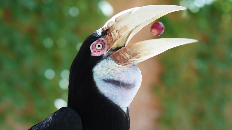Meet_the_Wreathed_Hornbill__Asia_s_Enigmatic_Endangered_Bird__ - News for amigos, by amigos Meet_the_Wreathed_Hornbill__Asia_s_Enigmatic_Endangered_Bird__
