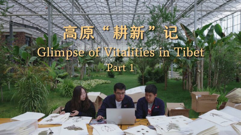 Meet_the_Young_Guardians_Reviving_Tibet_s_Grasslands___poster - News for amigos, by amigos Meet_the_Young_Guardians_Reviving_Tibet_s_Grasslands__ video poster