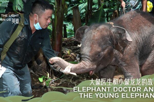 Meet the “Elephant Doctor”: How Bao Mingwei Saved Baby Elephant Longlong 🐘 Meet_the__Elephant_Doctor___How_Bao_Mingwei_Saved_Baby_Elephant_Longlong__ video poster