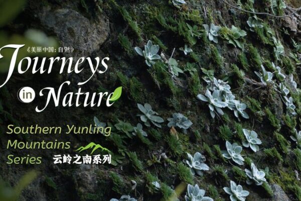 Meet the ‘Grass with Nine Lives’: Nature’s Ultimate Survivor 🌱 Meet_the__Grass_with_Nine_Lives___Nature_s_Ultimate_Survivor__ video poster