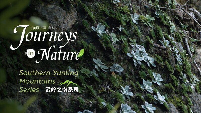 Meet_the__Grass_with_Nine_Lives___Nature_s_Ultimate_Survivor___poster - News for amigos, by amigos Meet_the__Grass_with_Nine_Lives___Nature_s_Ultimate_Survivor__ video poster