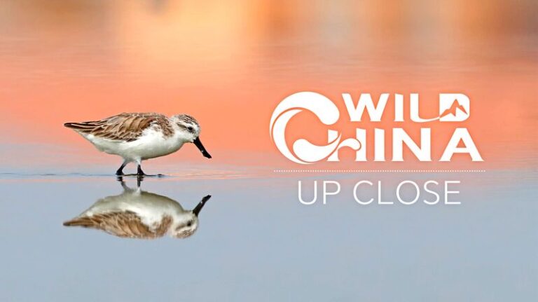 Meet_the__Little_Spoon___A_Tiny_Bird_s_Journey_to_East_China_s_Wetlands video poster